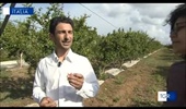 27/05/2022 TGR Sicilia - Trapani: "I buoni frutti"