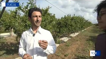 27/05/2022 TGR Sicilia - Trapani: "I buoni frutti"